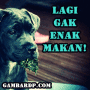 Update Gambar Dp Bbm Ekspresi Lucu Hewan